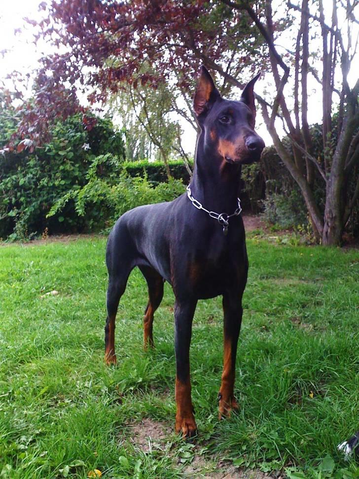 Dobermann Sakura billede 15
