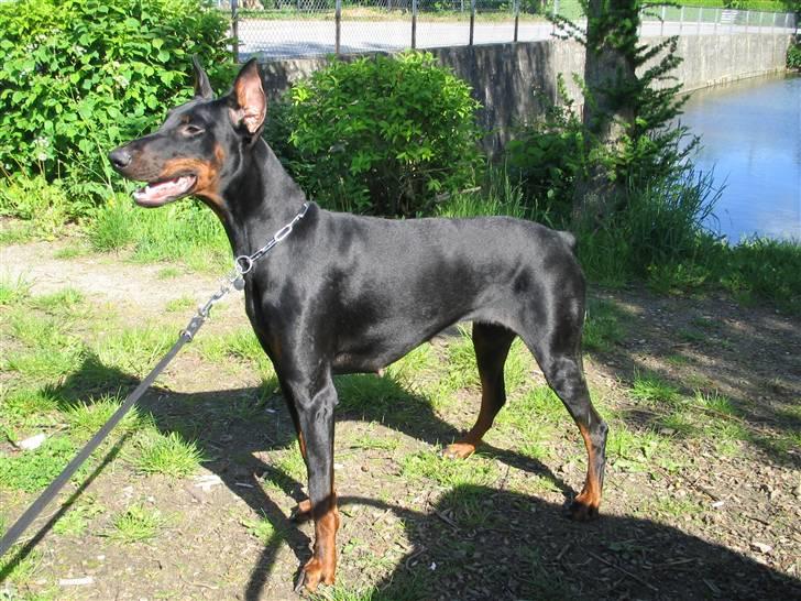 Dobermann Sakura billede 16