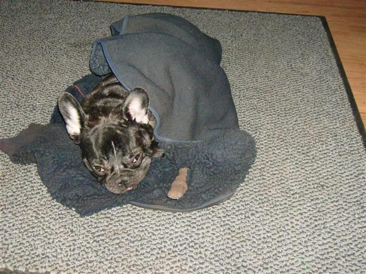 Fransk bulldog ozzy billede 15