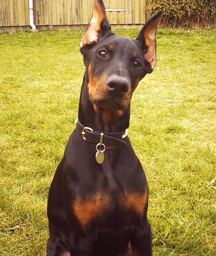 Dobermann Sakura billede 17