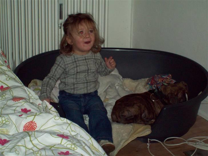 Blanding af racer Basse - Katrine elsker at sidde i hundekurven med Basse:-) billede 6