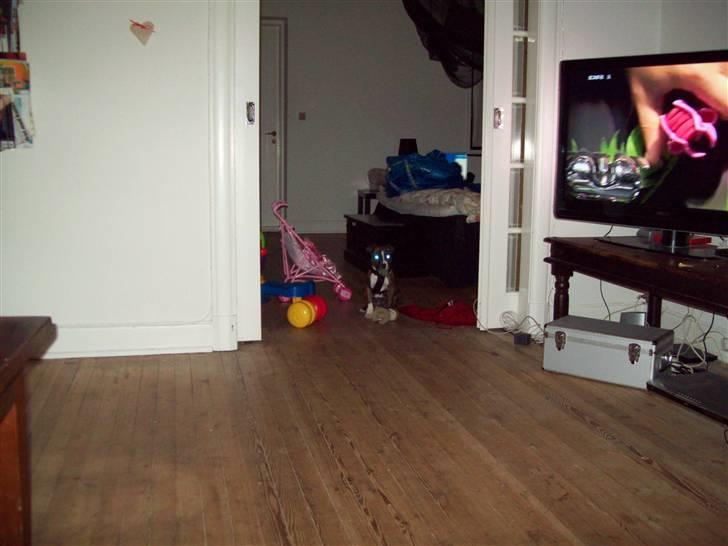 Blanding af racer Basse - Psyko - UFO øjne!!! hahahaha billede 8