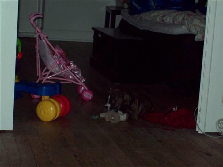 Blanding af racer Basse billede 9