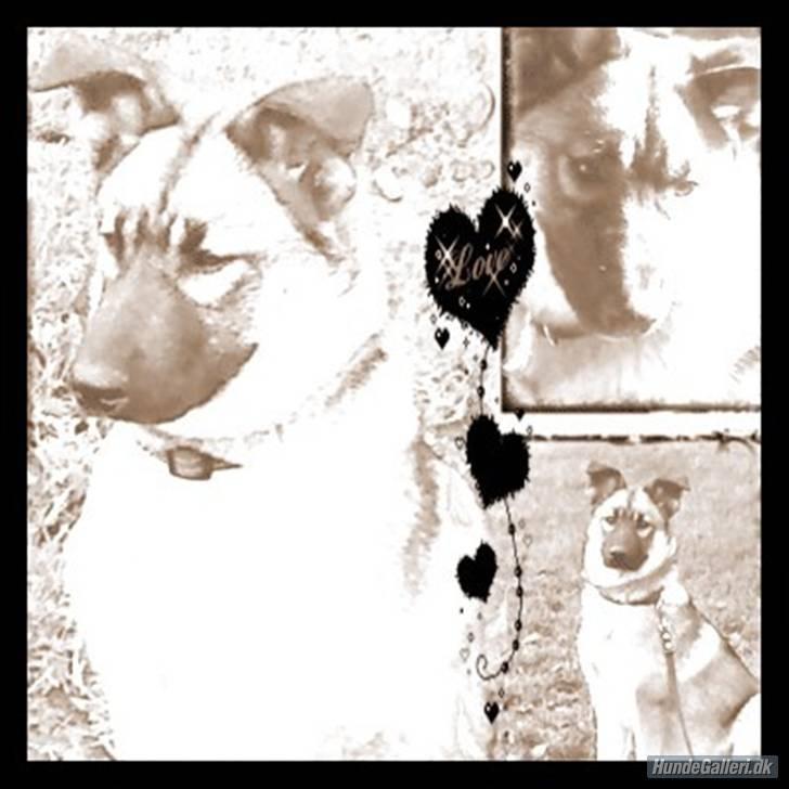 Blanding af racer Simba - Lavet af mor til Blanding af racer Tyson - 2005 billede 5