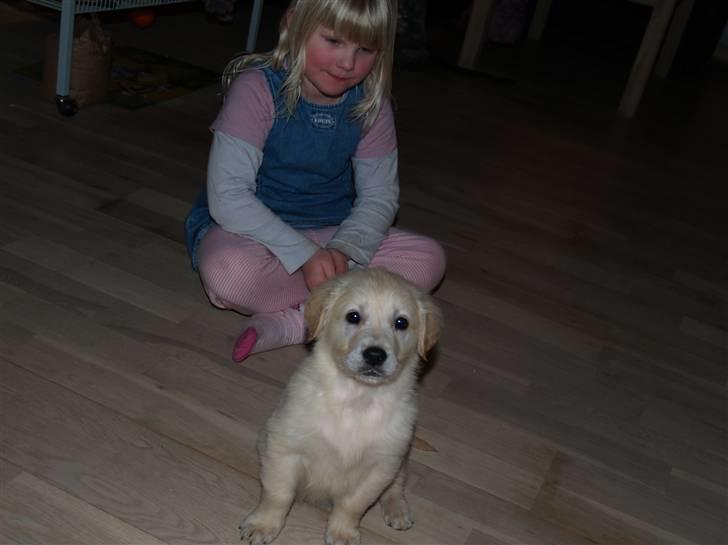 Golden retriever Buller - Buller 8 uger billede 6