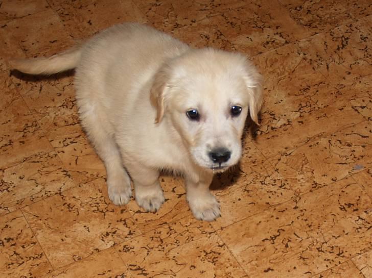 Golden retriever Buller - Buller 8 uger billede 7