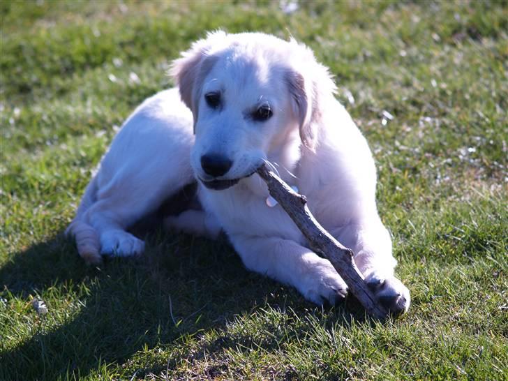 Golden retriever Buller billede 8