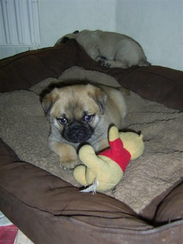 Blanding af racer Emma - Her er Emma omkring 6 uger :D billede 1