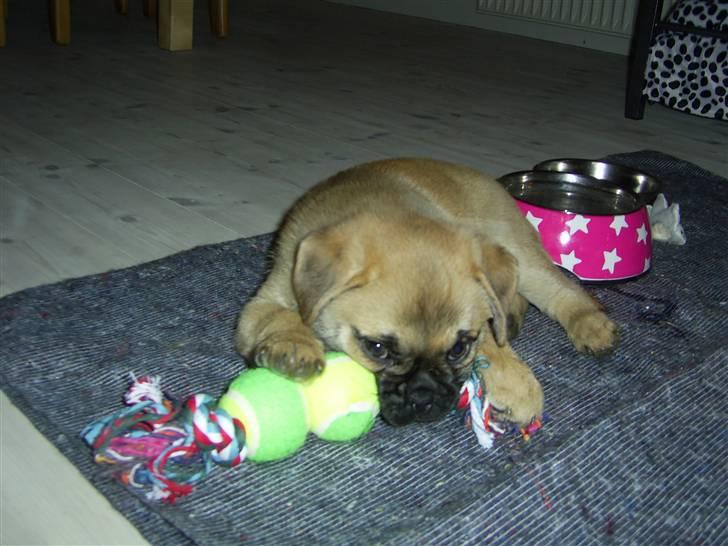 Blanding af racer Emma billede 2