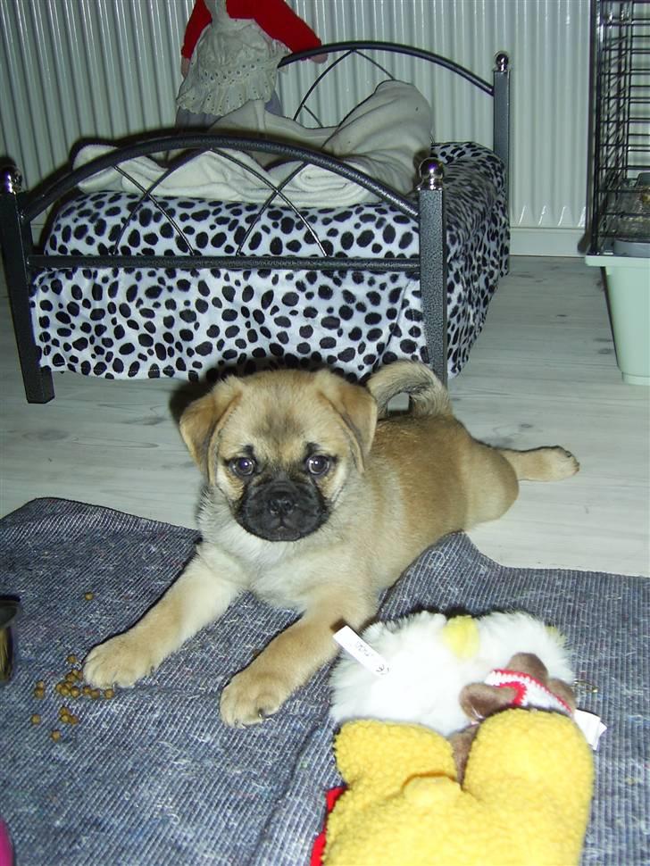 Blanding af racer Emma billede 3