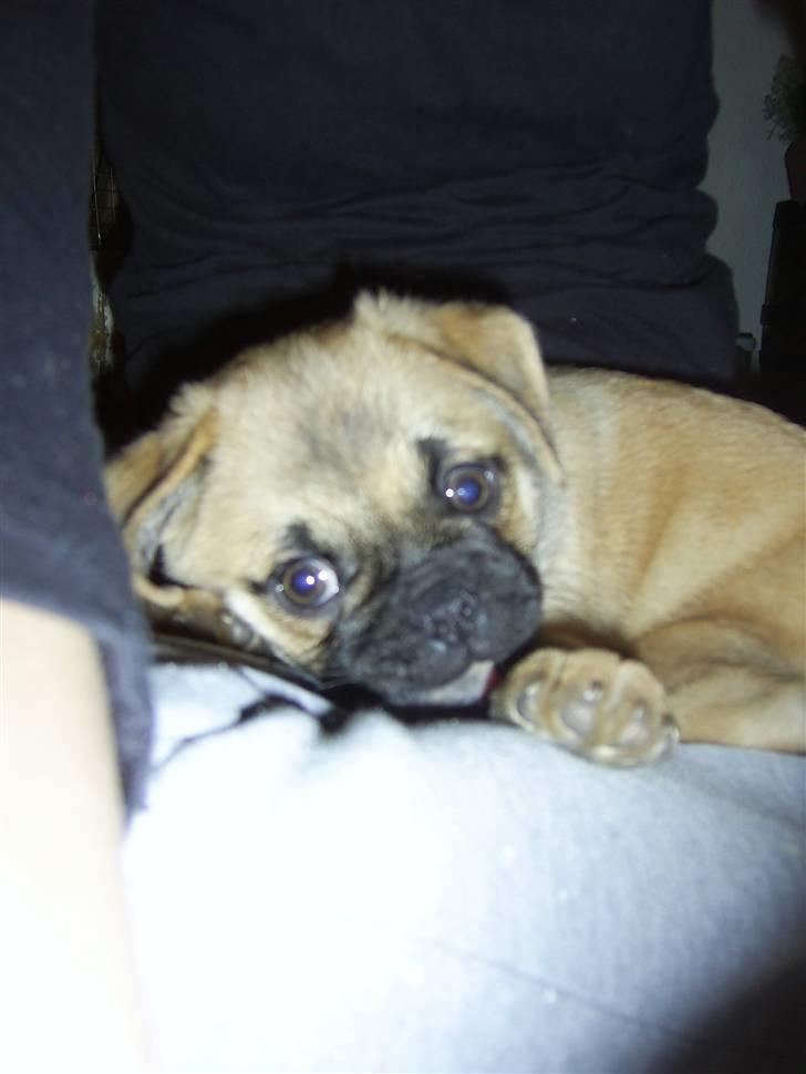 Blanding af racer Emma billede 4