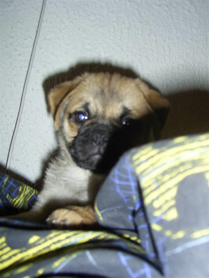 Blanding af racer Emma billede 5