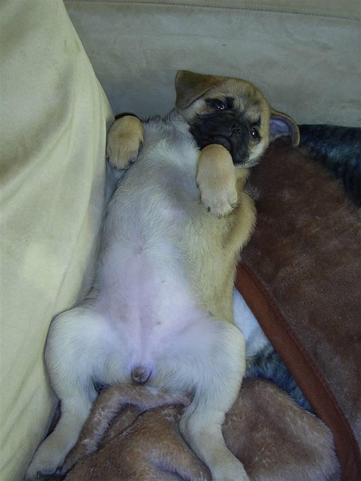 Blanding af racer Emma billede 6