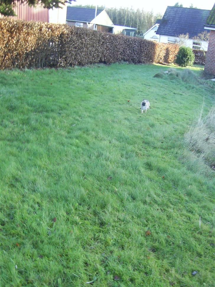 Blanding af racer Emma billede 7