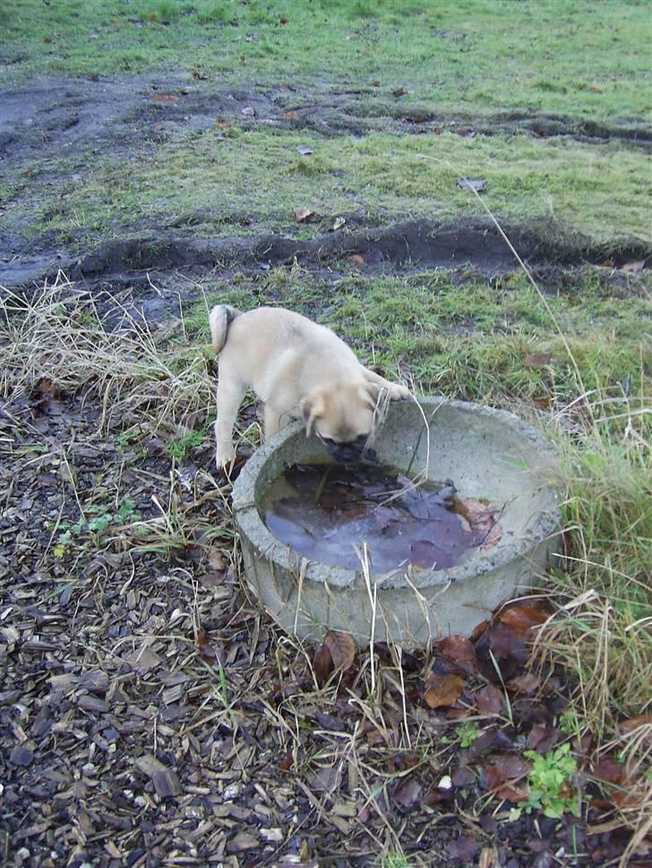 Blanding af racer Emma billede 8