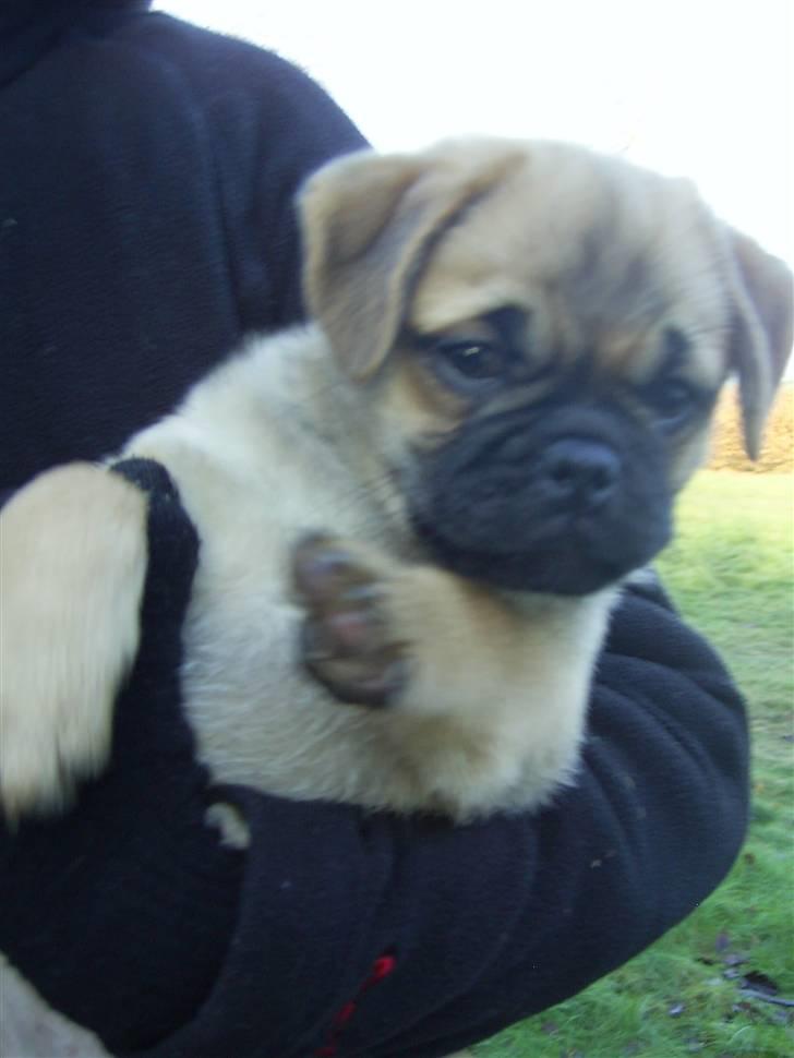 Blanding af racer Emma billede 9