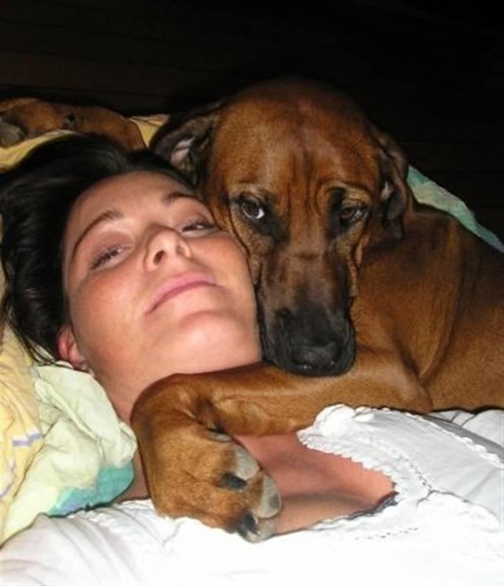 Rhodesian ridgeback Nala billede 3