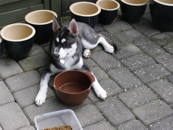 Siberian husky Jessie - Hvorfor stå når man kan ligge billede 3