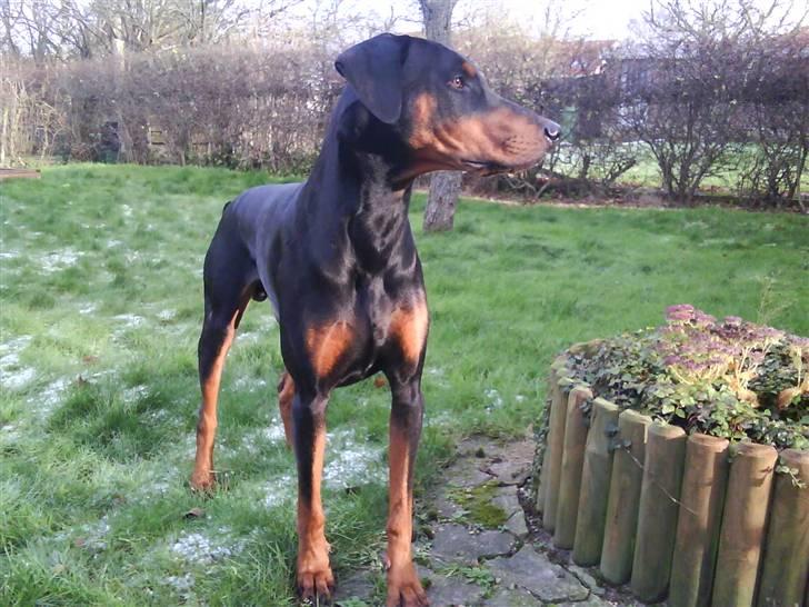 Dobermann Cæsar billede 1