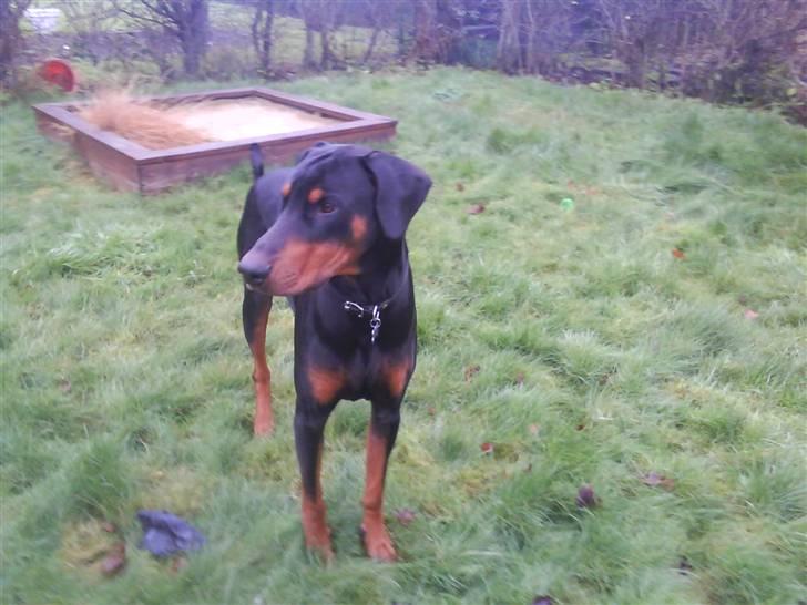 Dobermann Cæsar billede 2
