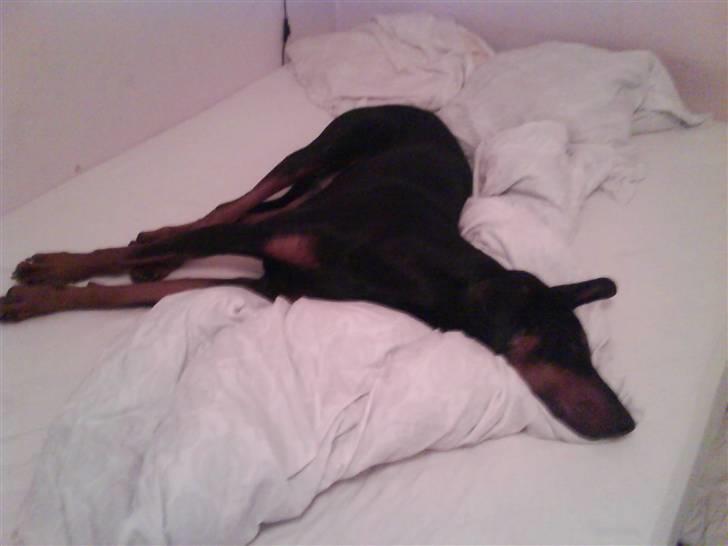 Dobermann Cæsar billede 3