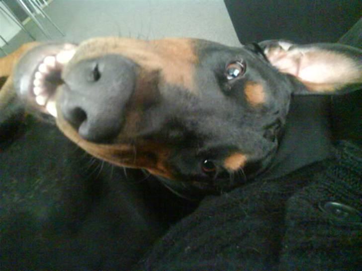 Dobermann Cæsar billede 4