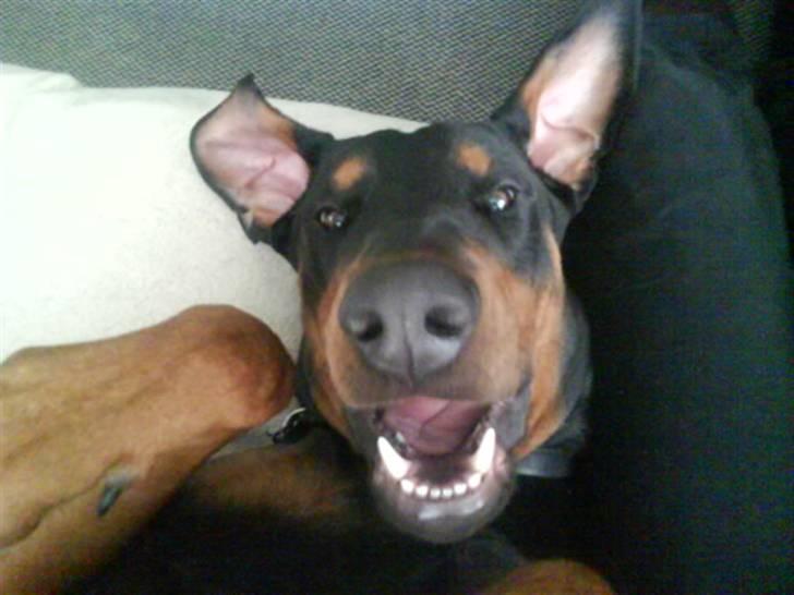 Dobermann Cæsar billede 5