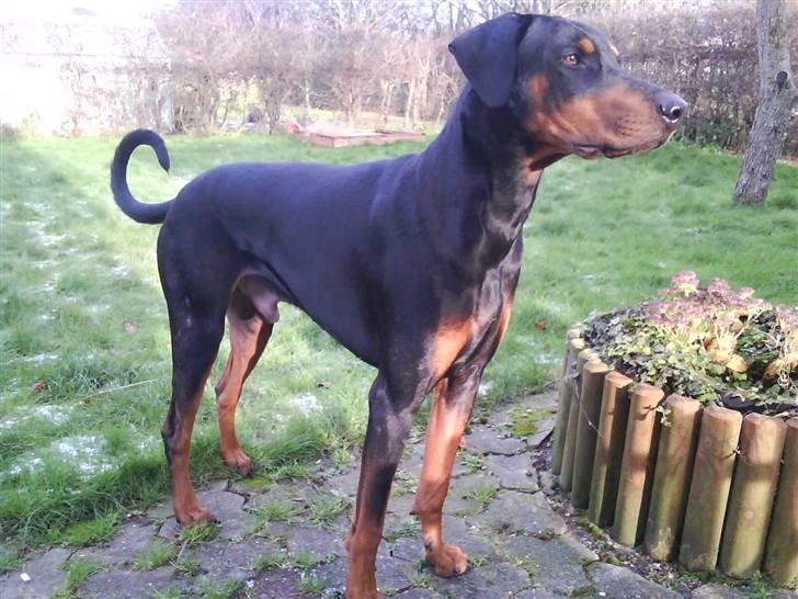 Dobermann Cæsar billede 6