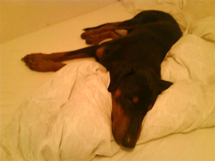 Dobermann Cæsar billede 7
