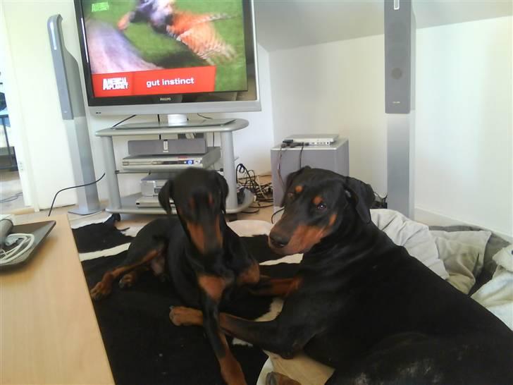 Dobermann Cæsar billede 8