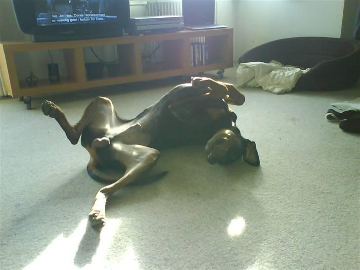 Dobermann Cæsar billede 9
