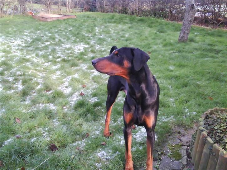 Dobermann Cæsar billede 10