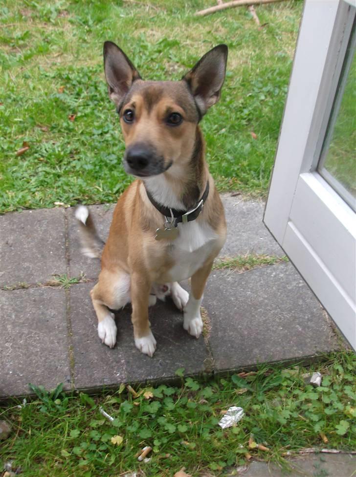 Blanding af racer Max billede 1