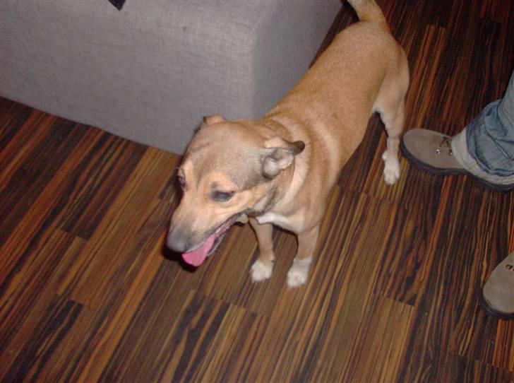 Blanding af racer Max billede 2