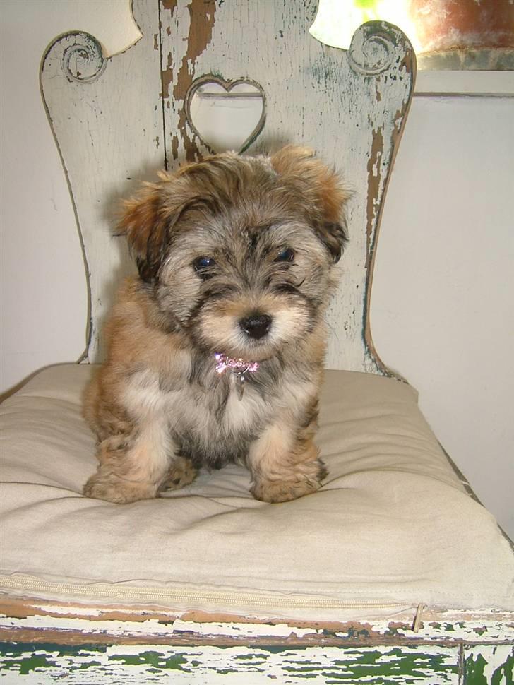 Bichon havanais Gucci - Gucci 10 uger gammel. billede 2