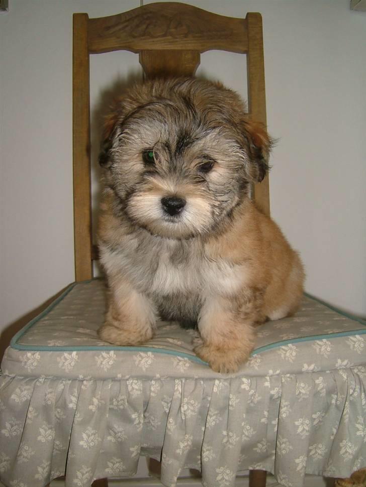 Bichon havanais Gucci - Gucci 10 uger gammel. billede 3