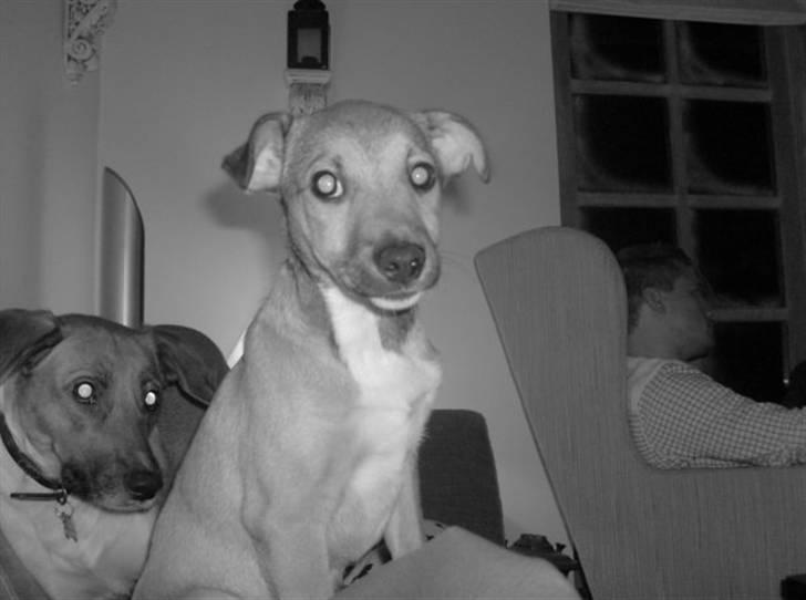 Blanding af racer Max billede 3