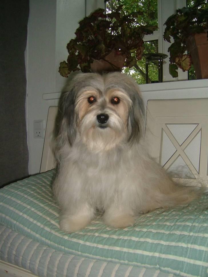 Bichon havanais Gucci - Gucci 1 år. billede 4