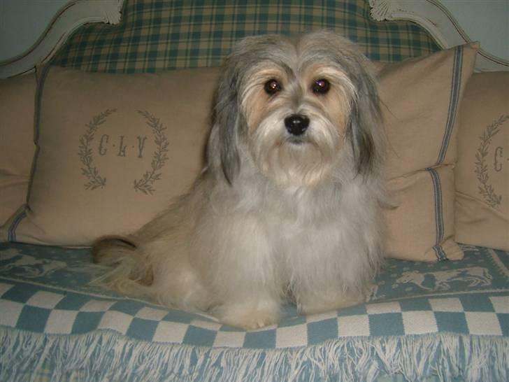 Bichon havanais Gucci - Gucci 1 år. billede 5