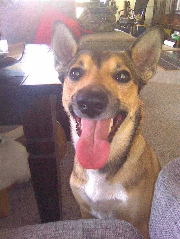 Blanding af racer Max billede 4