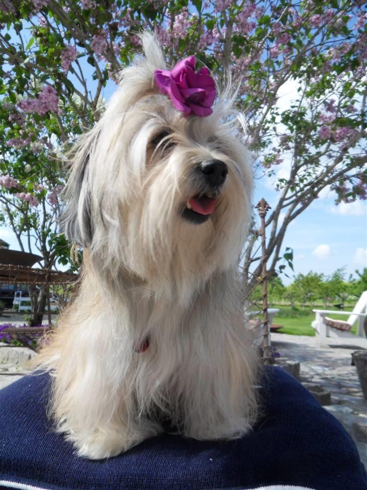 Bichon havanais Gucci - Sommer-Gucci 2010 billede 7