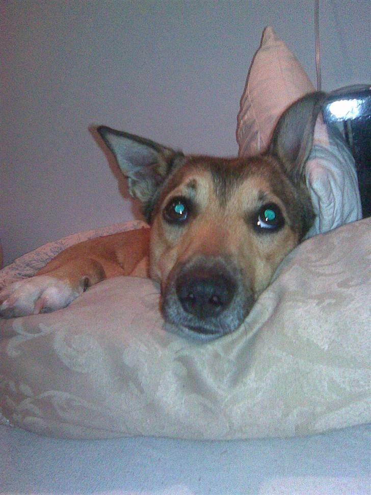 Blanding af racer Max billede 5