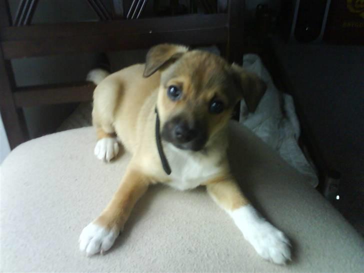 Blanding af racer Max billede 6