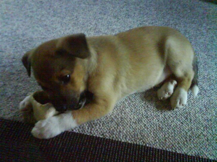 Blanding af racer Max billede 7