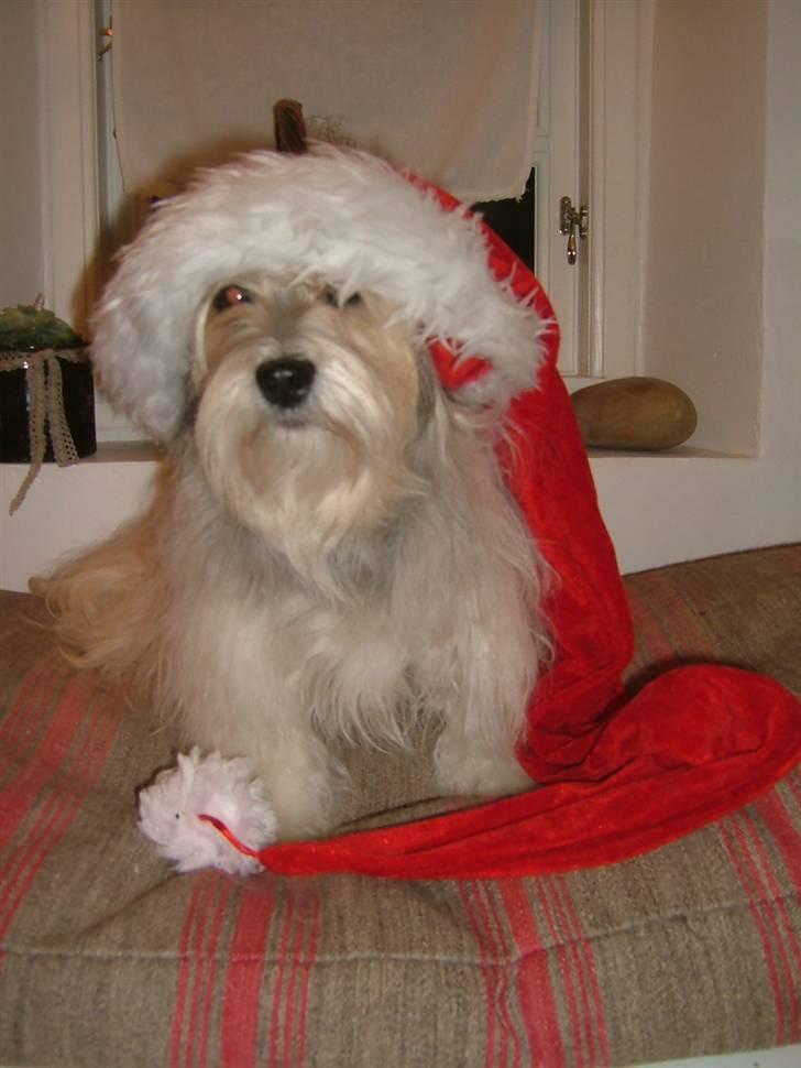 Bichon havanais Gucci - Gucci julen 2008. billede 10