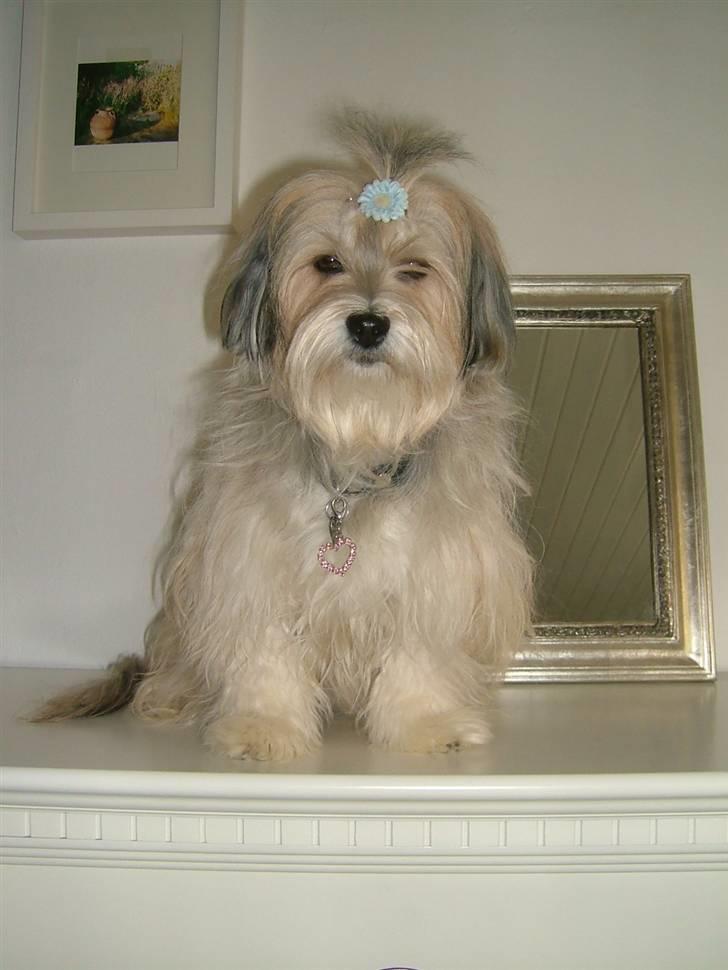 Bichon havanais Gucci - Guccis spejl-billede billede 11