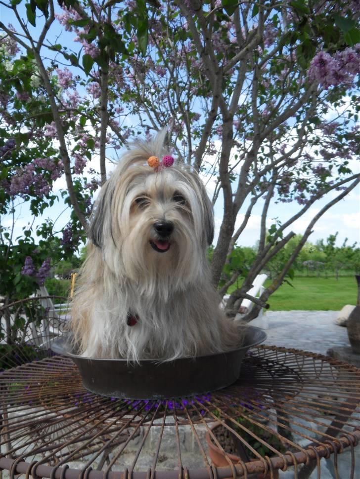 Bichon havanais Gucci - Gucci 3 år billede 12