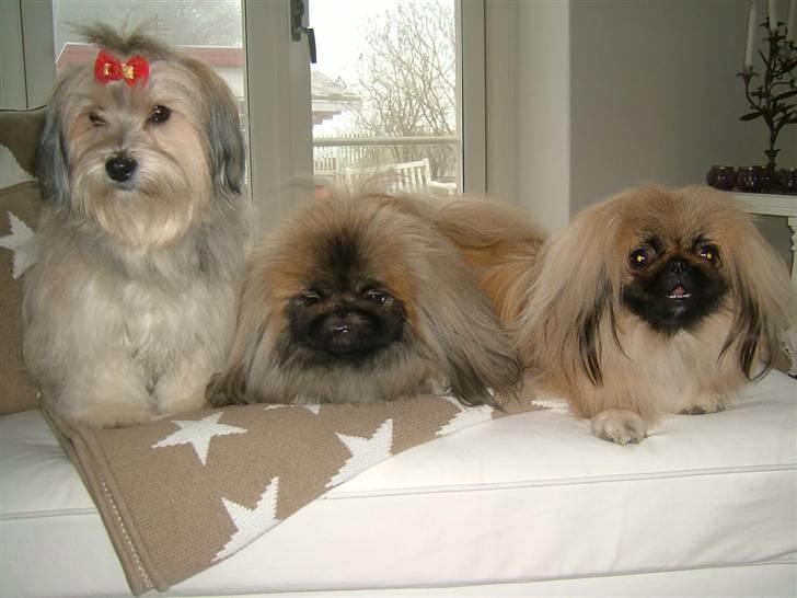 Bichon havanais Gucci - Gucci med sine to venner - Mulli-dreng fra Bornholm og så Buddha. billede 13