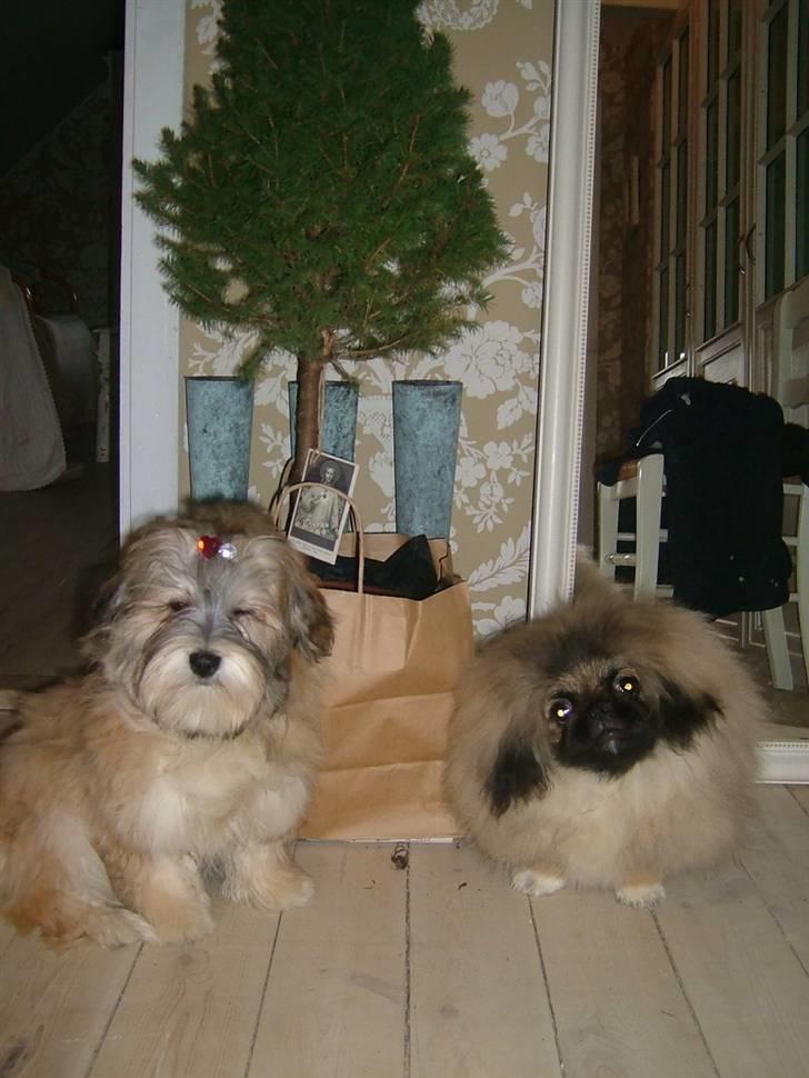 Bichon havanais Gucci - Gucci & Buddhas første jul. billede 14