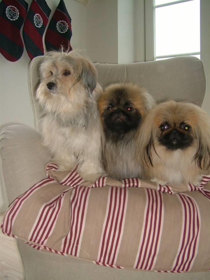 Bichon havanais Gucci - Trip-Trap-Trasko. billede 15